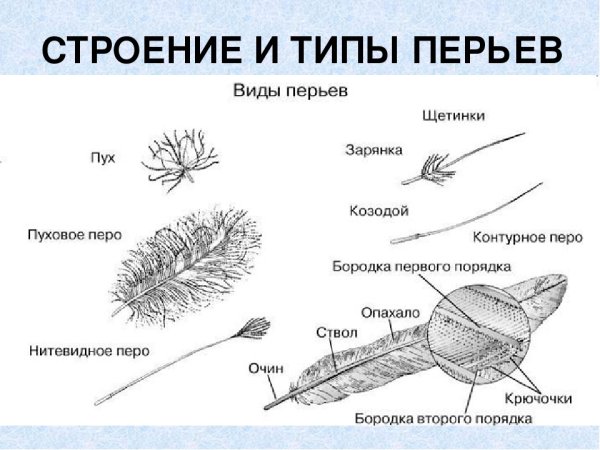Пуховое перо строение и рисунок