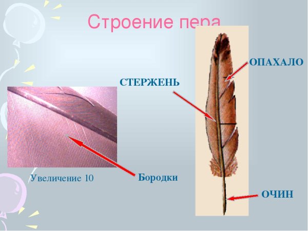 Строение пера птицы 1 класс
