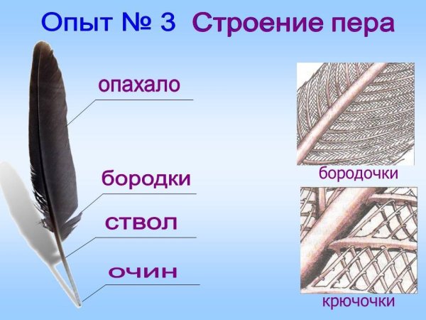 Перо птицы строение