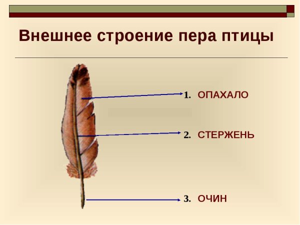 Строение пера птицы рисунок