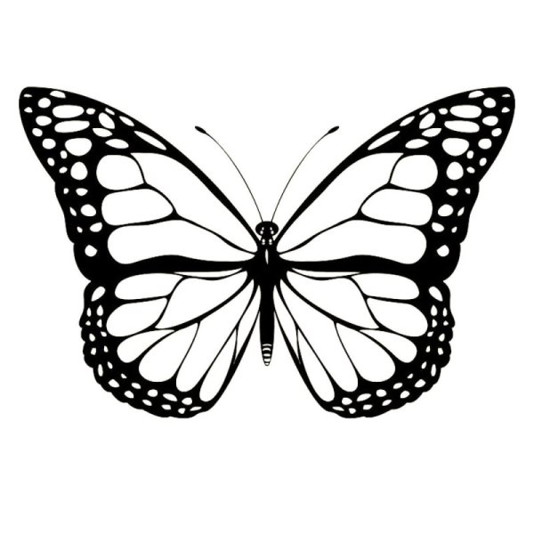 Раскраска "бабочки"