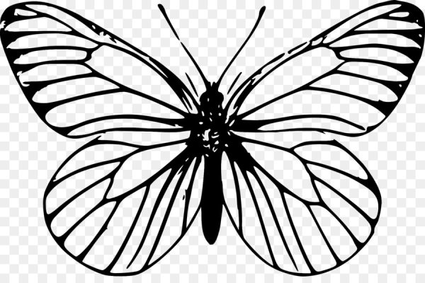 Бабочка чёрно белая