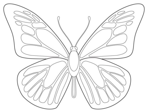 Шаблон бабочки