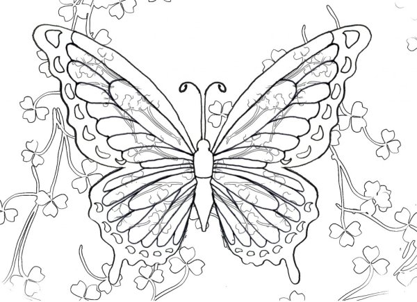 Раскраска бабочка ажурная