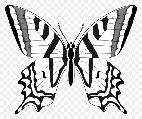 Бабочка симметрия