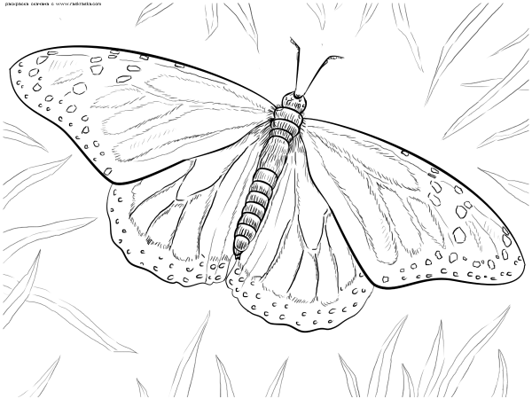 Мотылек раскраска