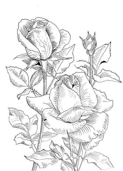 Раскраски цветов