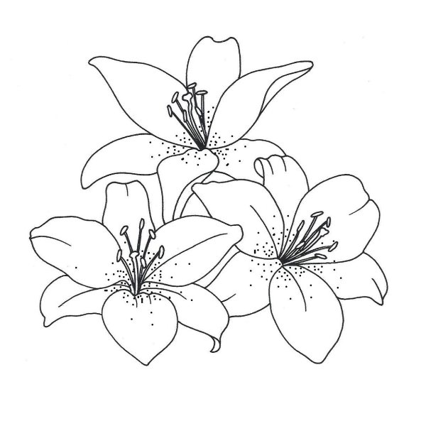 Раскраска Лилия цветок