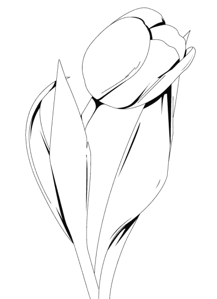 Тюльпаны набросок