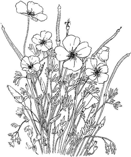 Полевые цветы раскраска