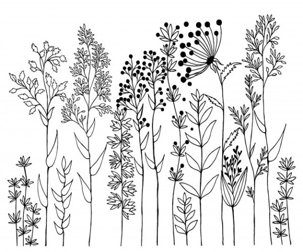 Графические полевые цветы