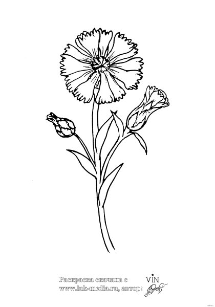 Василек Талиева раскраска