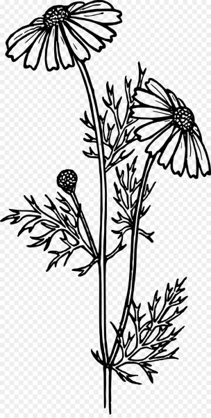 Полевые цветы Графика