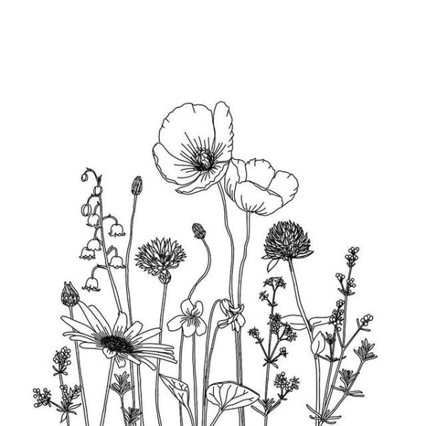 Трафареты полевых цветов