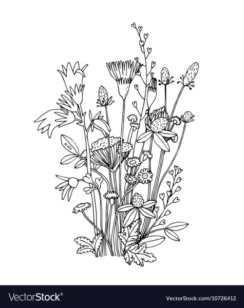 Полевые цветы раскраска