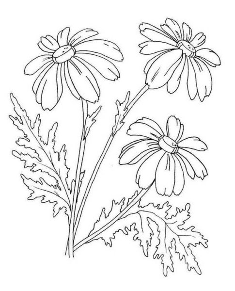 Ромашка раскраска