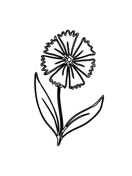 Раскраска Василек цветок