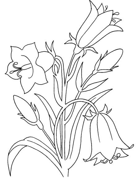 Раскраска колокольчик цветок