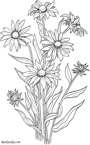 Нивяник обыкновенный