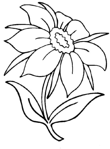 Цветы. Раскраска