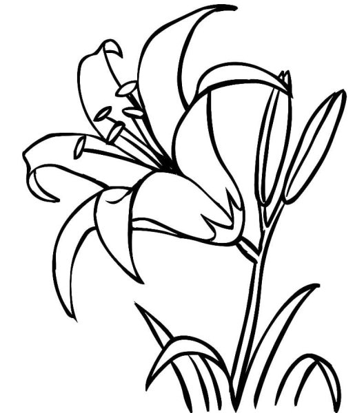 Цветы. Раскраска