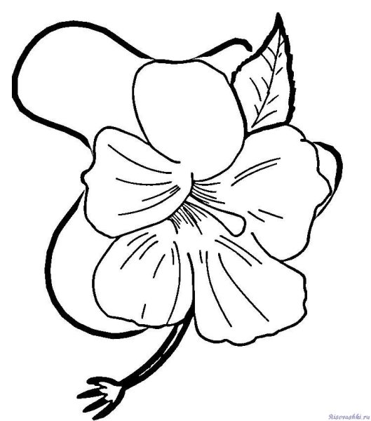 Цветы. Раскраска