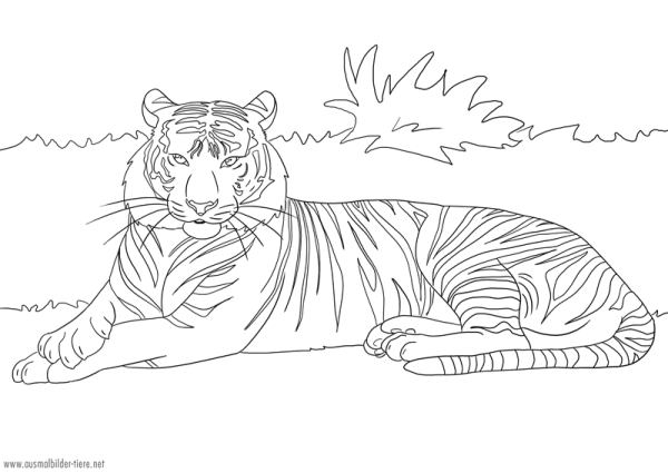 Амурский (Уссурийский) тигр