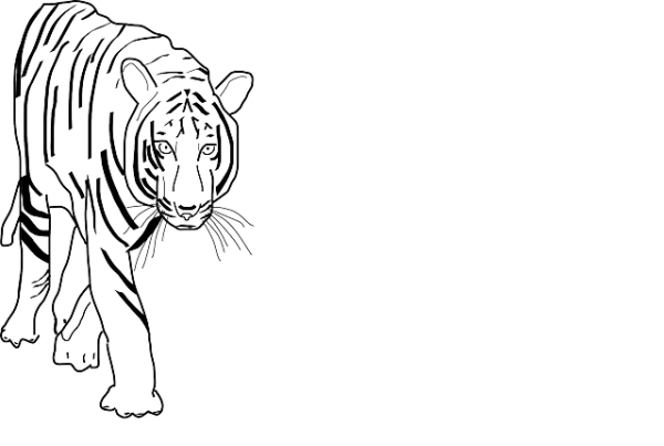Тигр черно белая картинка полный рост вид сверху