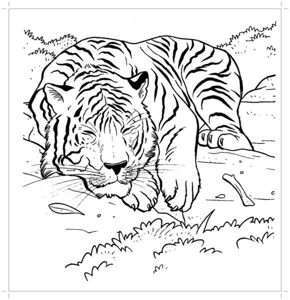 Амурский тигр раскраска для детей