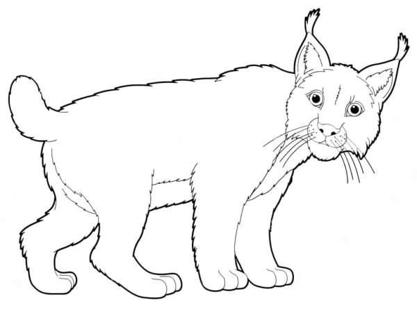 Рысь раскраска для детей