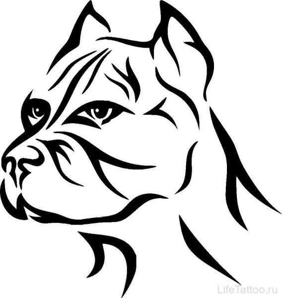 Питбуль трайбл