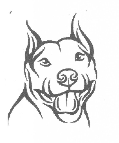 Татуировка морда питбуля