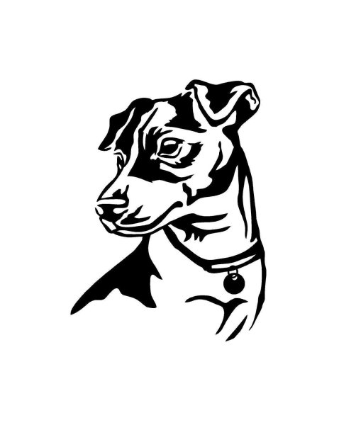 Джек Рассел терьер