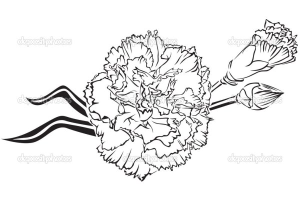 Гвоздика раскраска