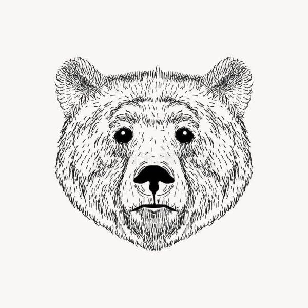 Нарисовать морду медведя