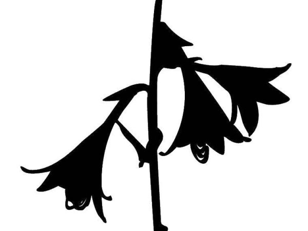 Раскраска цветок колокольчик для детей 3-4 лет