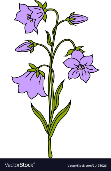 Колокольчик цветок Графика