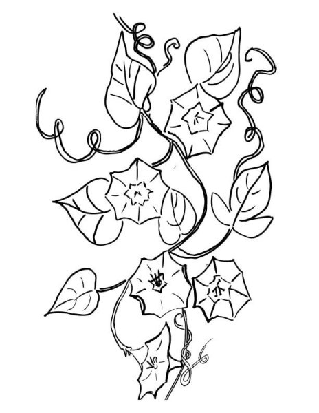 Раскраска колокольчик цветок