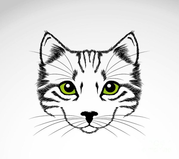 Мордочка кошки эскиз