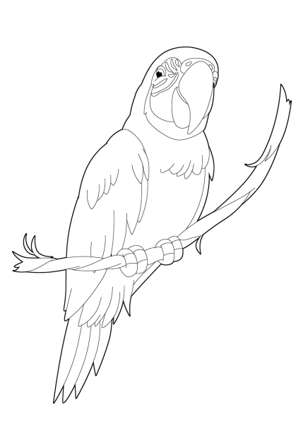 Попугай ара раскраска