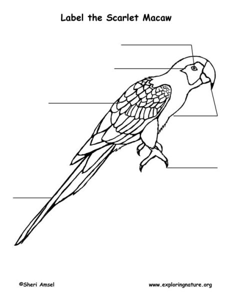 Трафарет попугай для вырезания