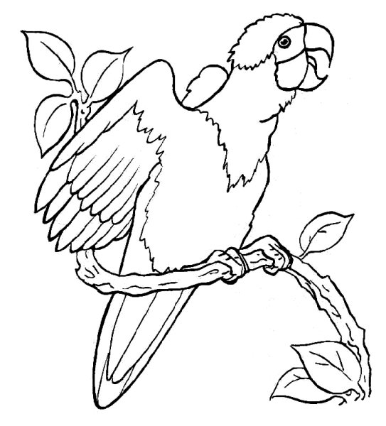 Попугай трафарет