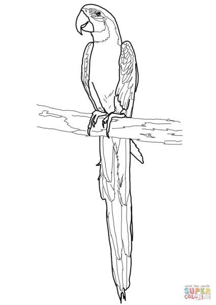 Попуган раскраска