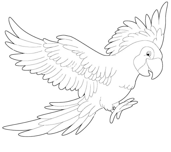 Попугай контур