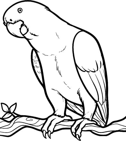 Попугай ара контур