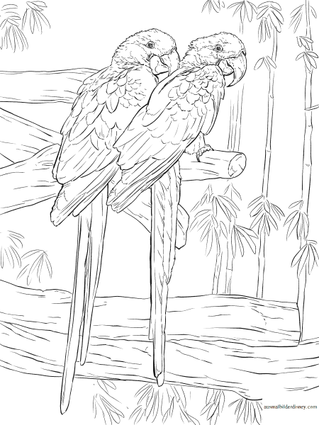Попугай картинка раскраска