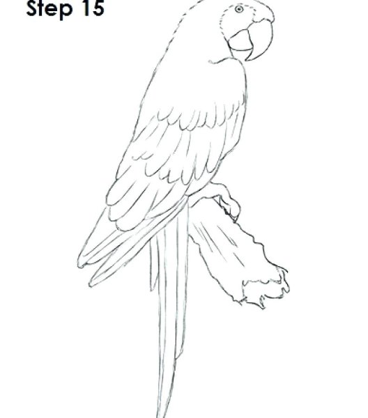 Попугай Какаду разукрашка