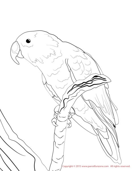 Попугай рисунок