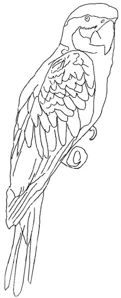 Попугай трафарет для броши