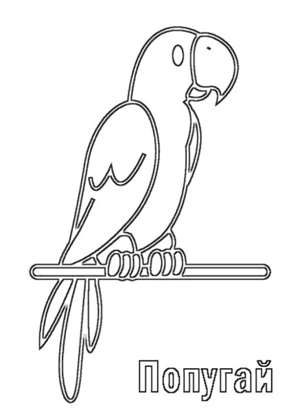 Раскраска попугай